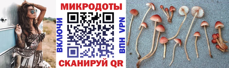 Купить где  Остров  Псилоцибиновые грибы Psilocybine cubensis 